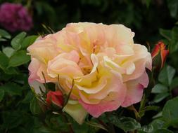Flower Rose Plant