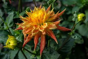 Flower Nature Plant Beautiful