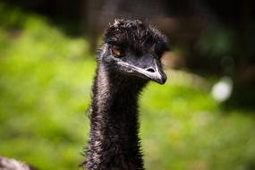 Wildlife Nature Animal