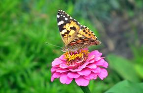 Nature Butterfly Day Insect At The