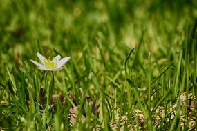 Anemones Flower Grass