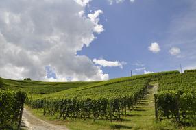 Landscape Nature Field