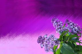 Spring Lilac Nature