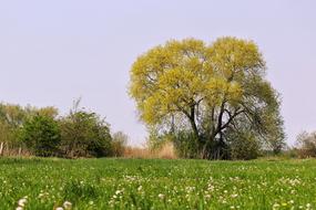 Spring Nature Landscape