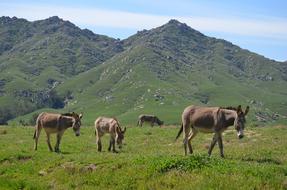 Wild Burro Hayfield Pasture