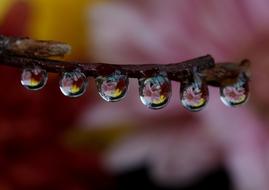 Drops Wet Dew