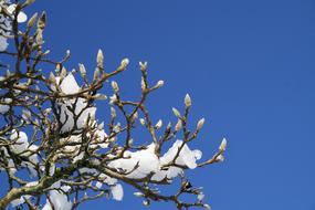 Nature Branch The Dome Of Sky