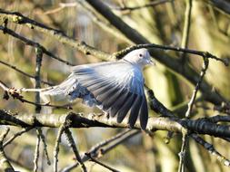 Birds Nature Wildlife Animal