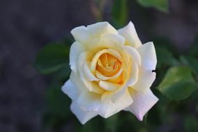 Whitish Rose Flower Plant