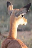 Nature Wildlife Mammal