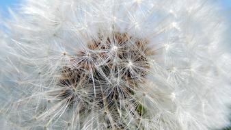 Dandelion Nature Fluffy