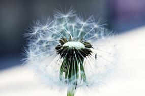 Dandelion Nature Plant