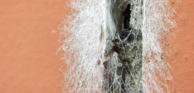 Nature Abstract Insect Wasp