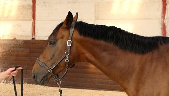 Horse Head Portrait