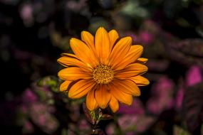 Orange Flower Margaret Tulips