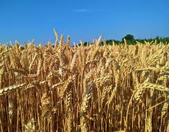 Nature Summer Cereal