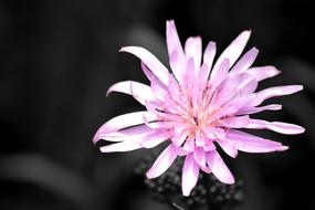 Flower Colors Nature