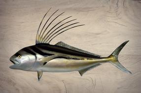 Fish Rooster Prepared Animal