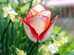 Tulip Flower Tulipa