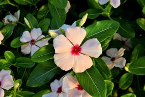 Flowers Clover White Flower