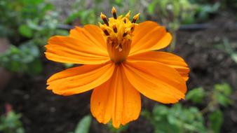 Flower Nature Spring Flowers