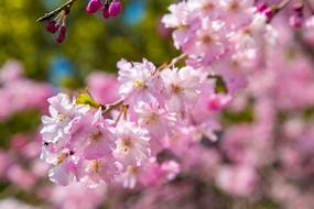 Flowers Cherry Plant
