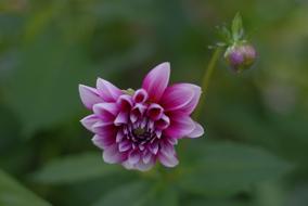 Pink Flower Flowers Spring