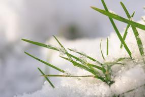 Grasses Snow Winterimpression