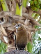 Animal World Nature Bird