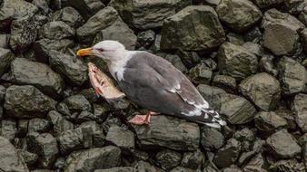 Nature Bird Animal World