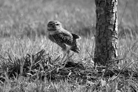 Wildlife Nature Lawn