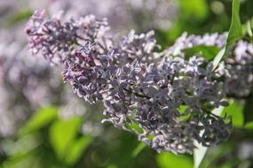 Lilac Purple Blossom