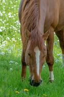 horse eats fresh grass