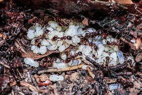 Nature Insect Arthropods