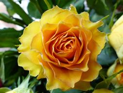 Rose Summer Flower Blossom