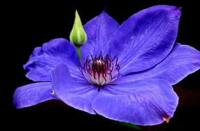 Flower Clematis Bud