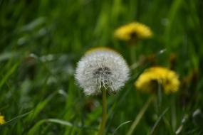 Nature Dandelion Lawn
