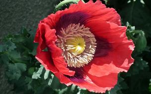 Flower Poppy Garden Red
