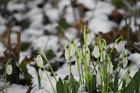 Snowdrop Snow Cold