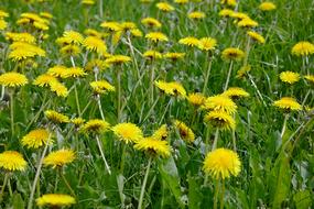 Dandelion Nature Plant