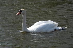 Birds Monolithic Part Of The waters
