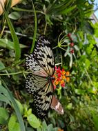 Butterfly Nature Insect