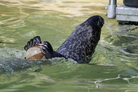 Waters Animal World Sea Lion