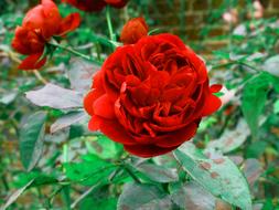Rose Red Flower