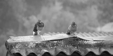 Winter Nature Outdoors