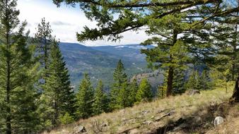 Mountain Forest Nature