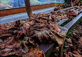 Autumn Leaves Bench