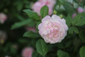 Rose Pinkish Flower
