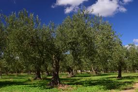 Olive Trees Field
