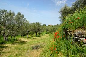 Nature Olive Trees Garden
